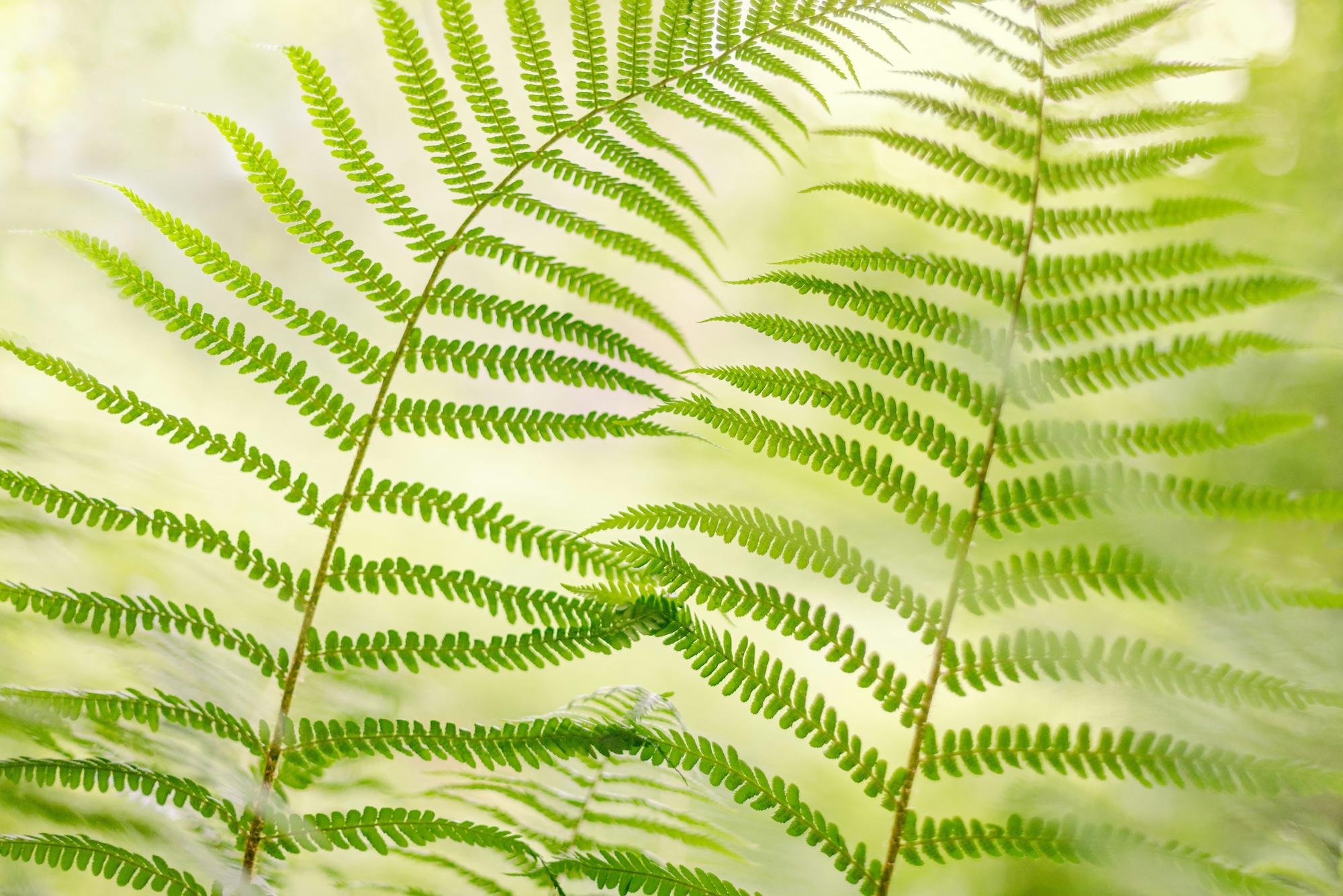 Ferns