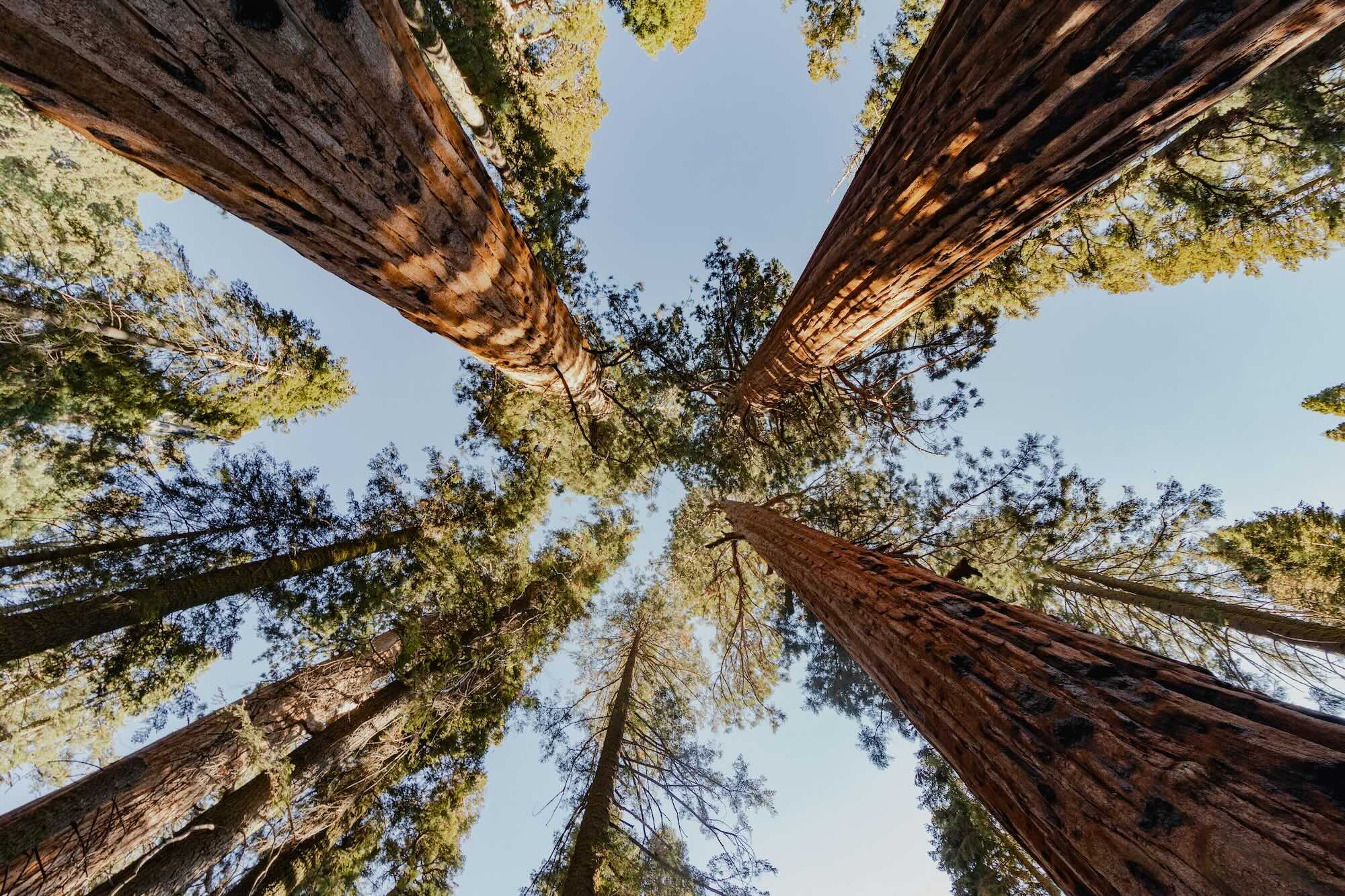 Trees and sky
