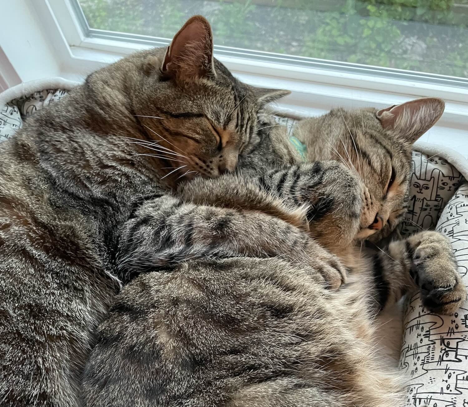 Susan Keene cats cropped